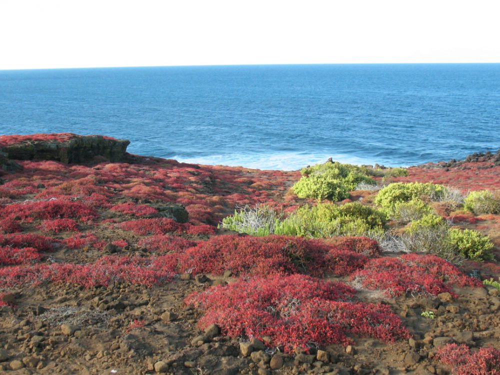 Galapagos Eilanden